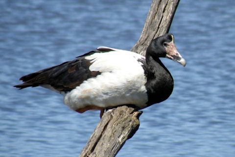 Magpie Goose (Anseranas semipalmata)